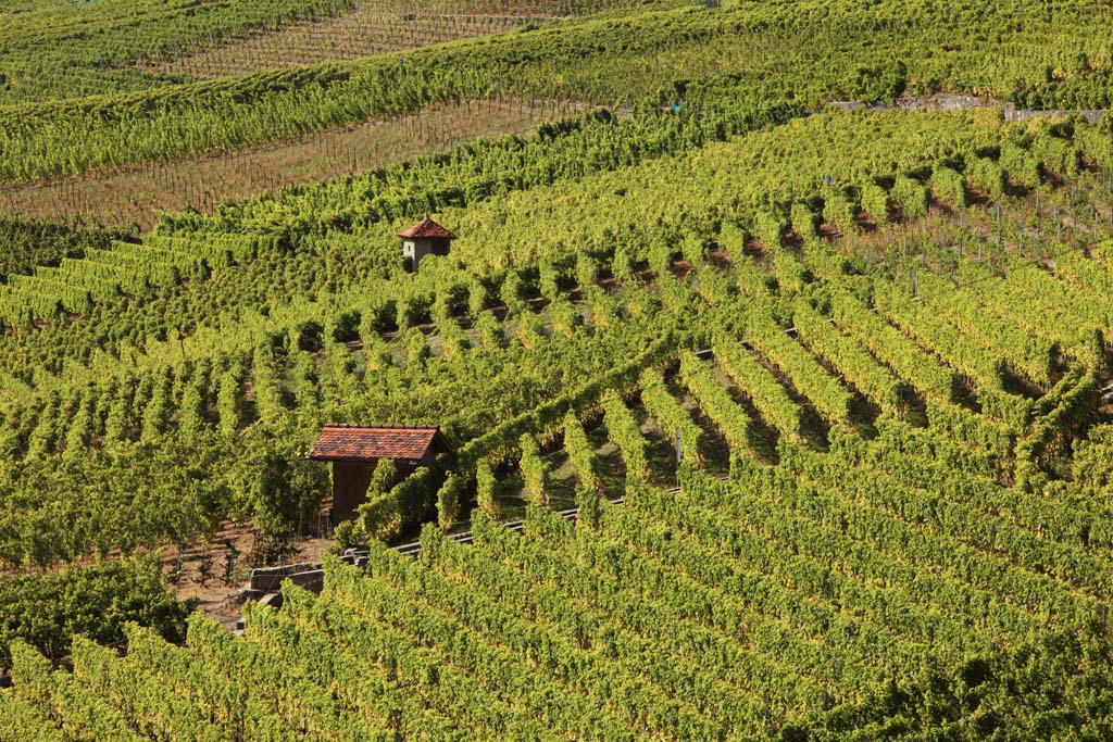 Le Lavaux